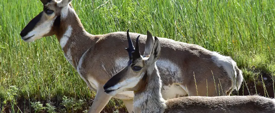Two antelopes