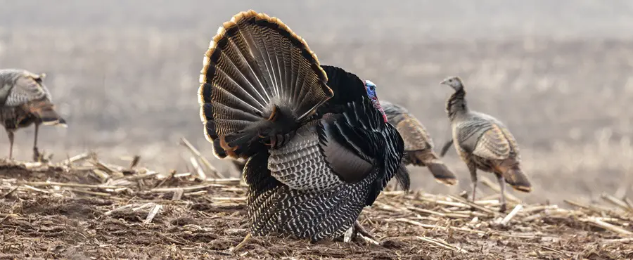 Turkey calling and hunting