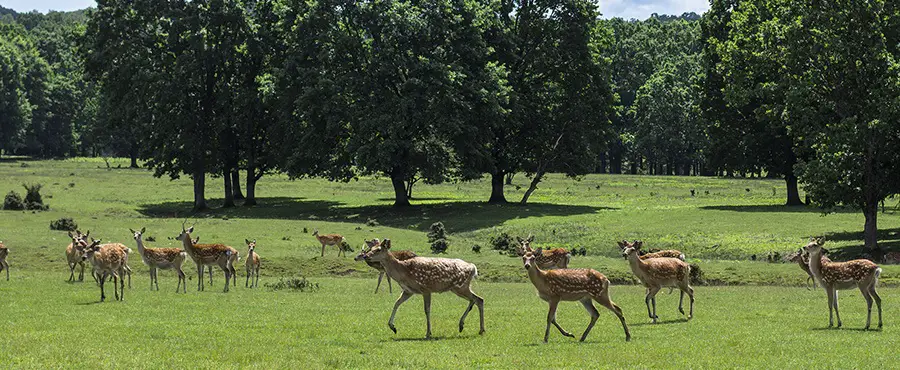 Deer herd in a field