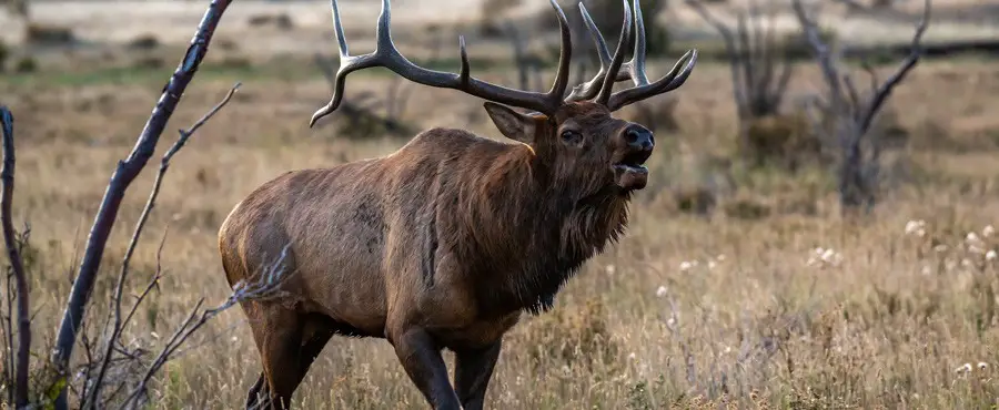Large bull elk