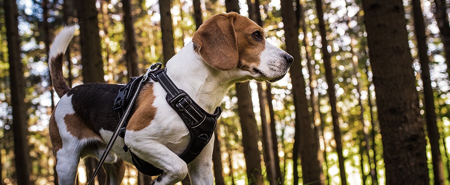 Hunting Beagle