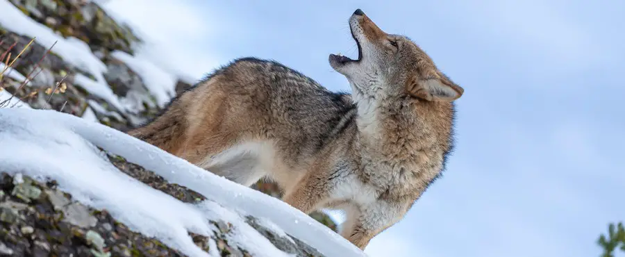 Howling coyote